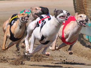 bet on greyhounds racing