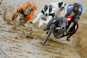 betting on greyhounds