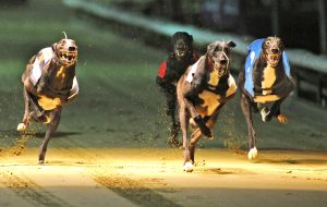 greyhound racing bet tips