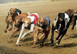 greyhounds racing