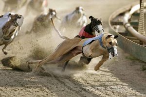 greyhounds racing bet